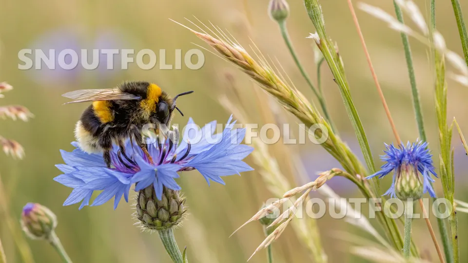 Calm Whiff of the Bombus terrestris