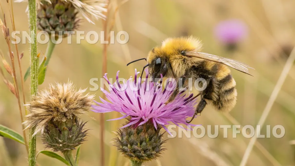 Lush Meadow Insects Gallery