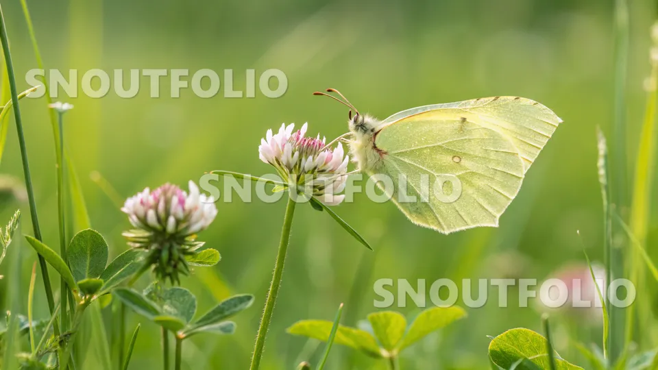 Faithful Stride of the Brimstone