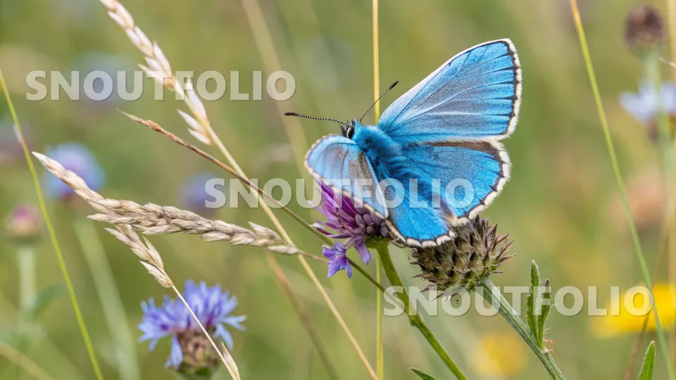 Mighty Portrait of the Adonis Blue