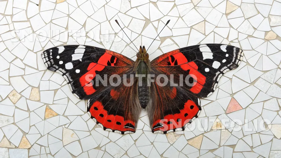 Graceful Spark of the Red Admiral