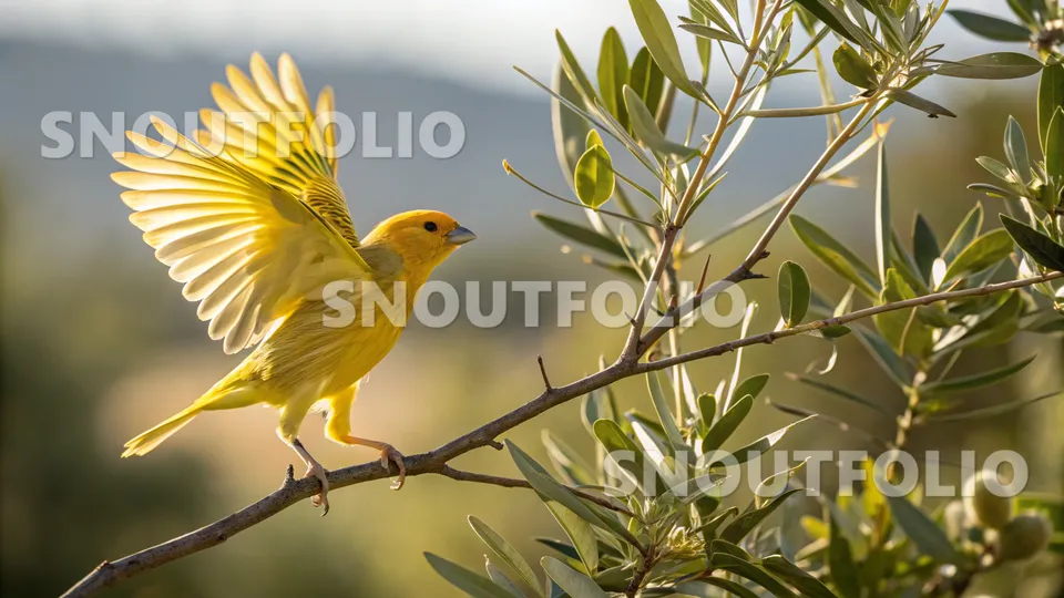 Bold Whiff of the Fife Fancy Canary