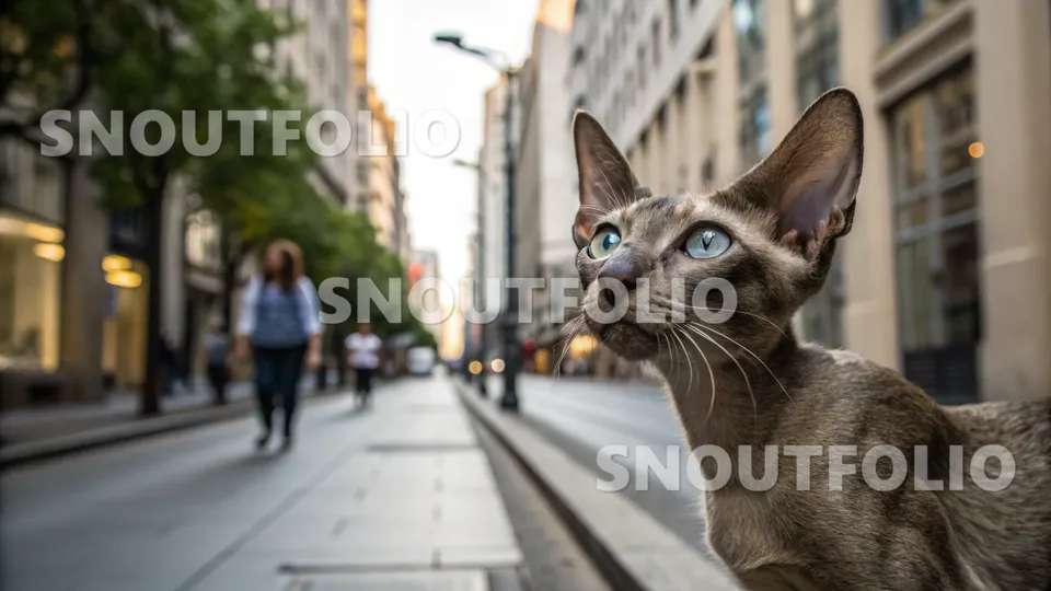 Serene Journey of the Oriental Shorthair