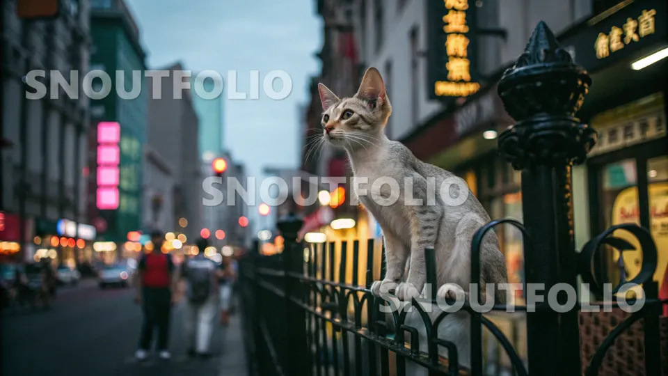 Mighty Essence of the Oriental Shorthair