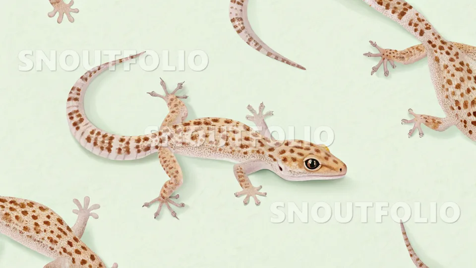 Gentle Wanderer of the Mourning Gecko