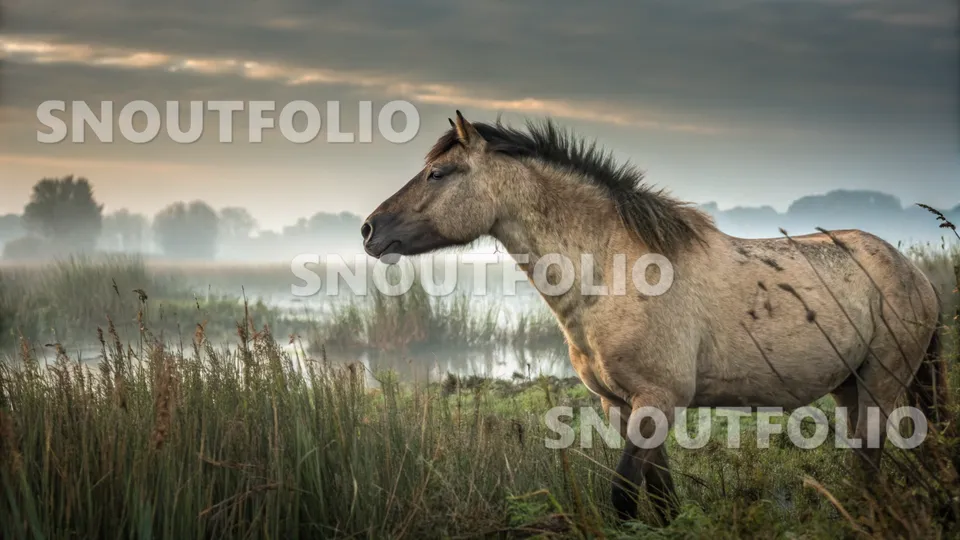 Calm Soul of the Konik