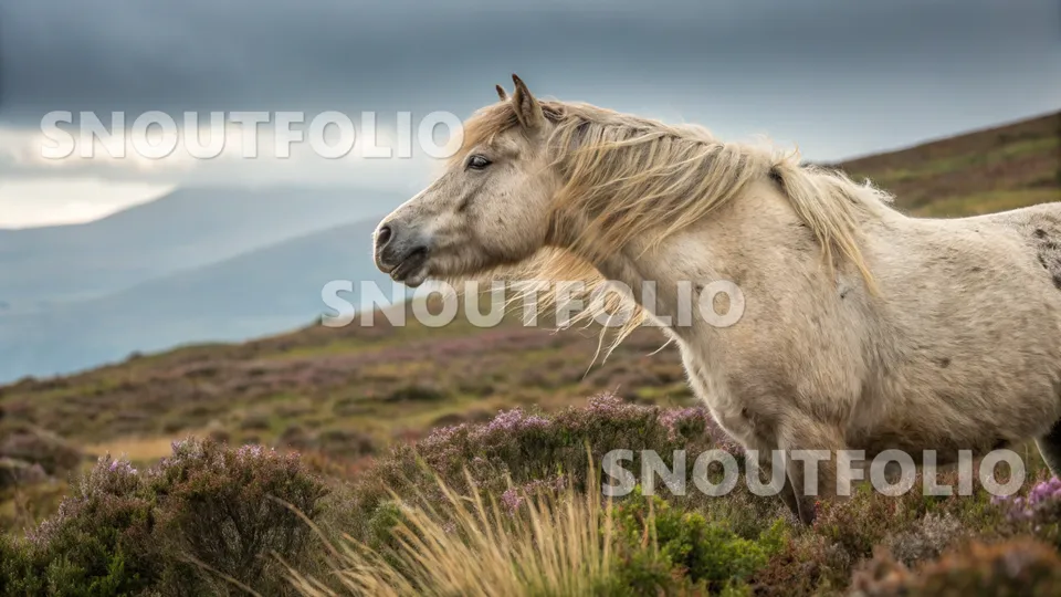 Radiant Soul of the Highland horse