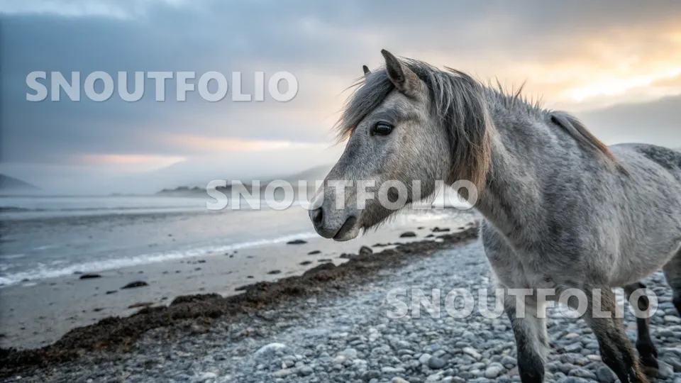 Graceful Spirit of the Eriskay horse