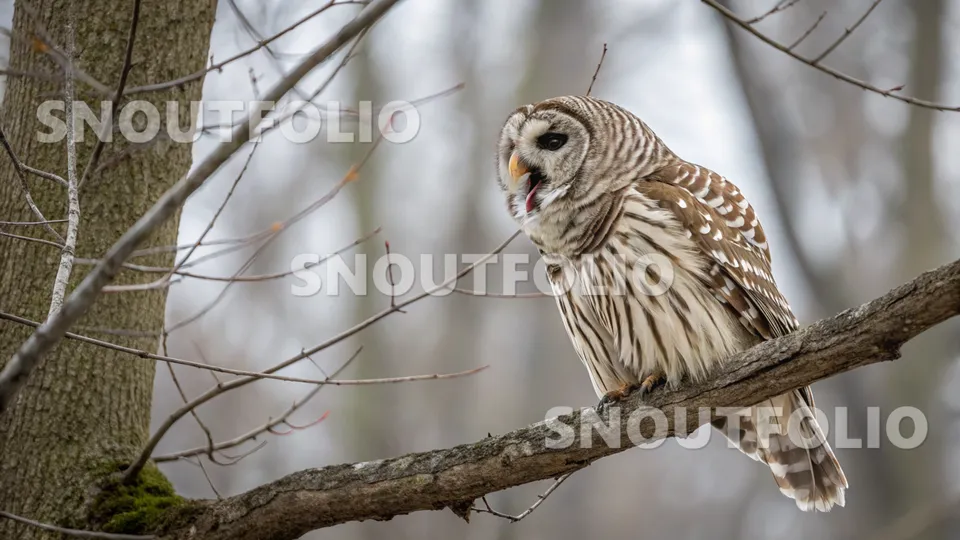 Majestic Memory of the Barred Owl