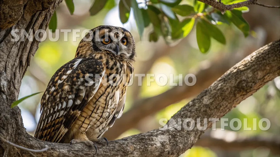 Loyal Soul of the Mottled Owl