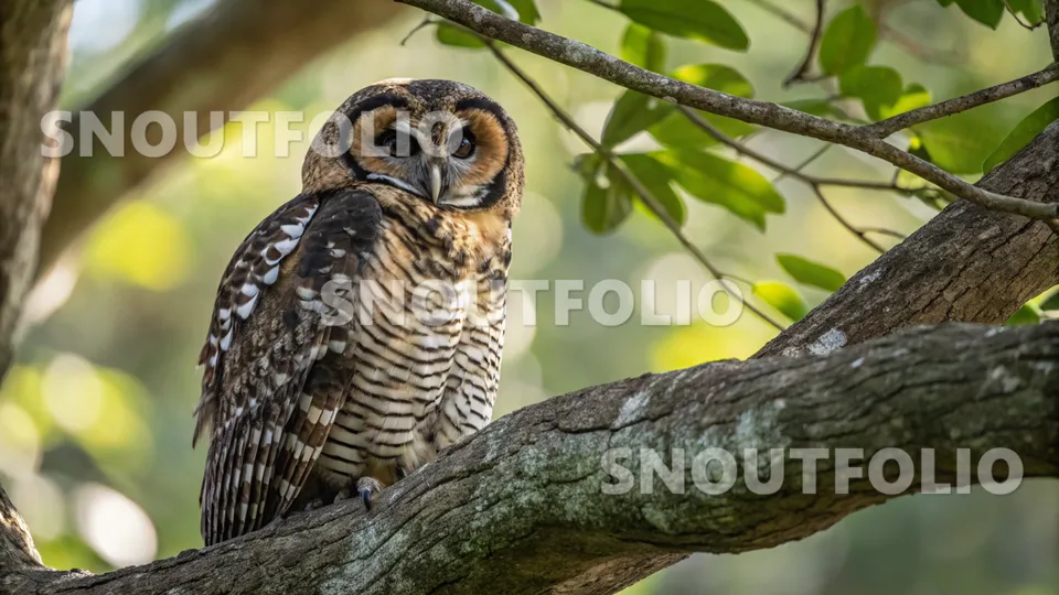 Bright Companion of the Mottled Wood Owl
