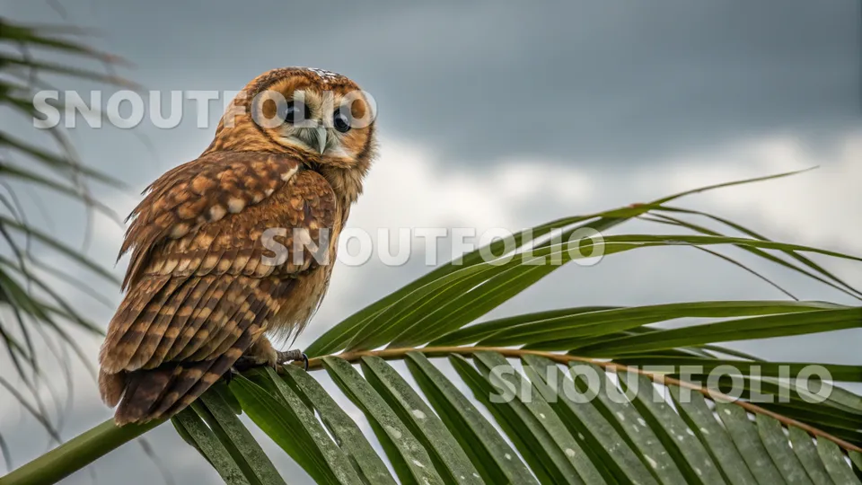 Elegant Portrait of the Christmas Island Owl