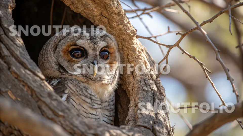 Calm Whimsy of the African Wood Owl