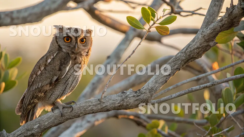Lively Flare of the Otus mayottensis