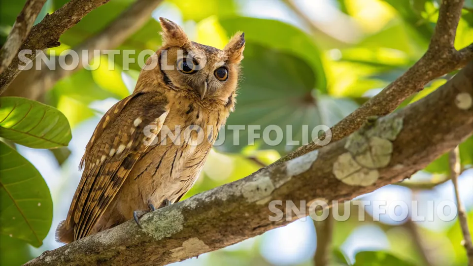 Graceful Soul of the Otus beccarii