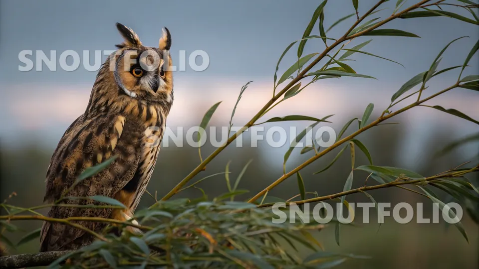 Noble Flare of the Long-eared Owl