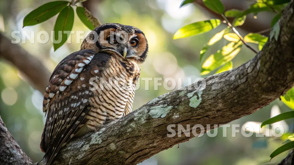 Graceful Silhouette of the Mottled Wood Owl