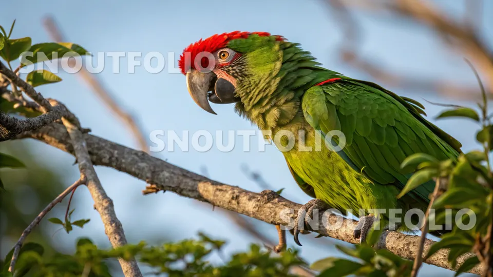 Gentle Pose of the Pileated Parrot