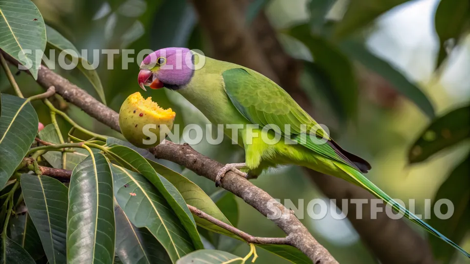 Graceful Stride of the Plum-Headed Parakeet