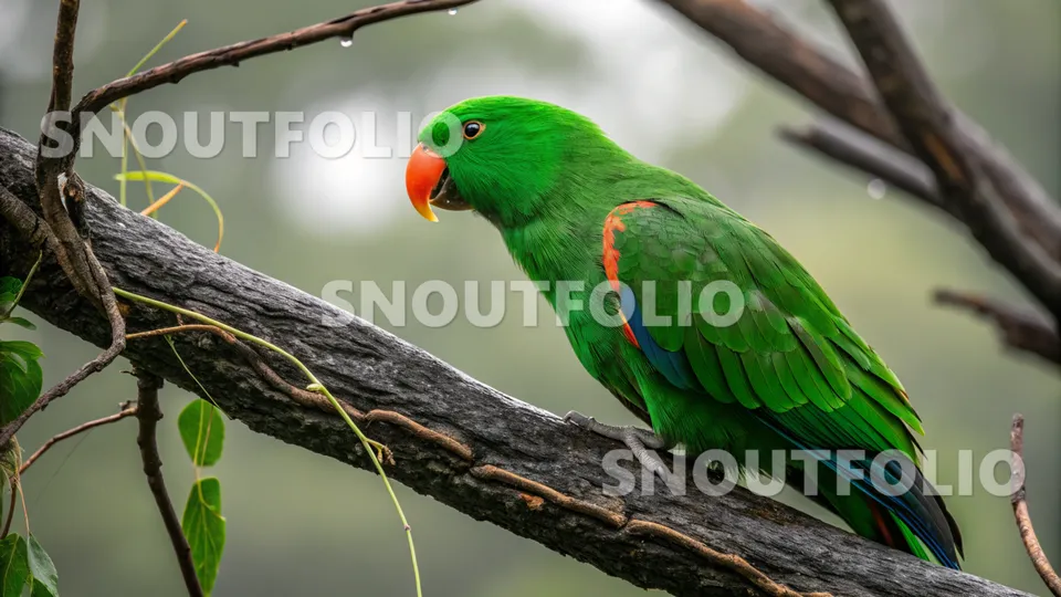 Mighty Journey of the Eclectus Parrot