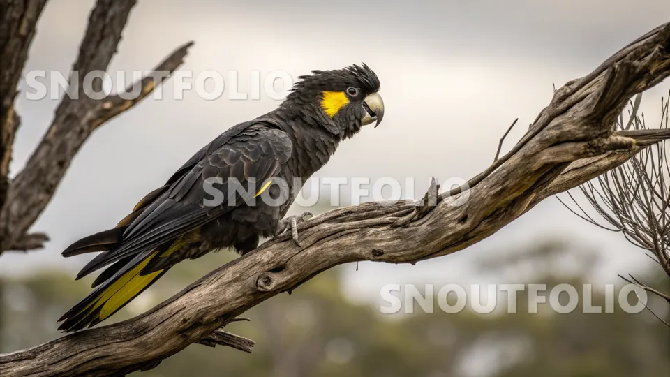 Curious Glimpse of the Yellow-tailed Black Cockatoo