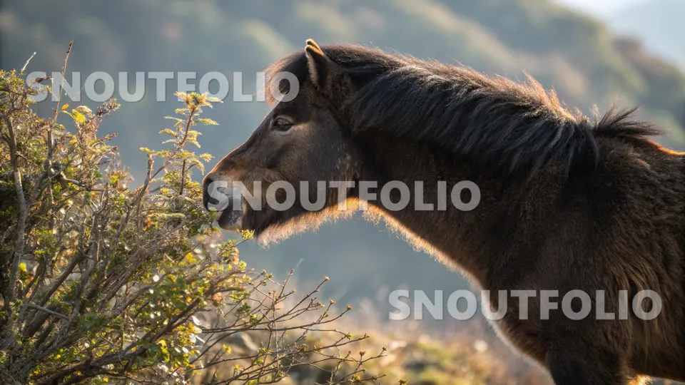 Cheerful Presence of the Bhutia Pony