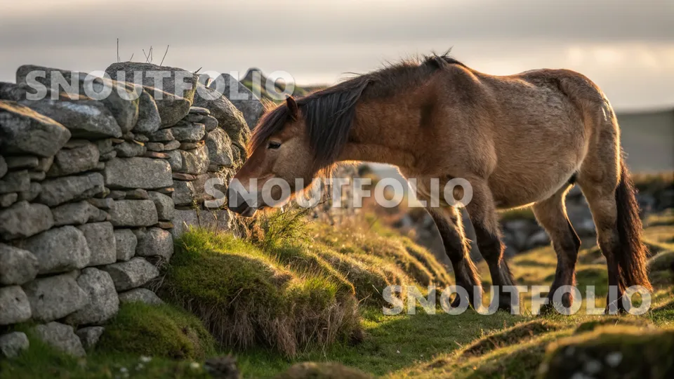 Majestic Flare of the Galway Pony
