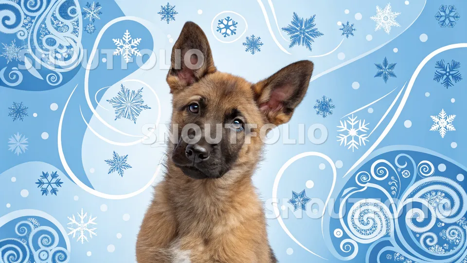 Serene Wanderer of the Belgian Malinois